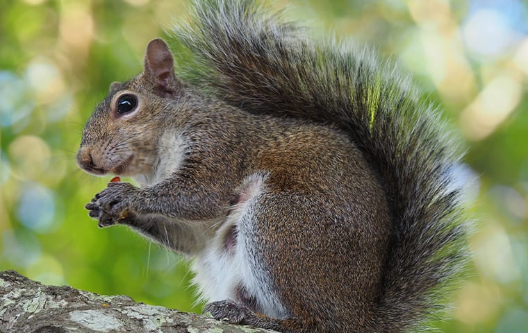Wildlife Squirrel Pest Identification