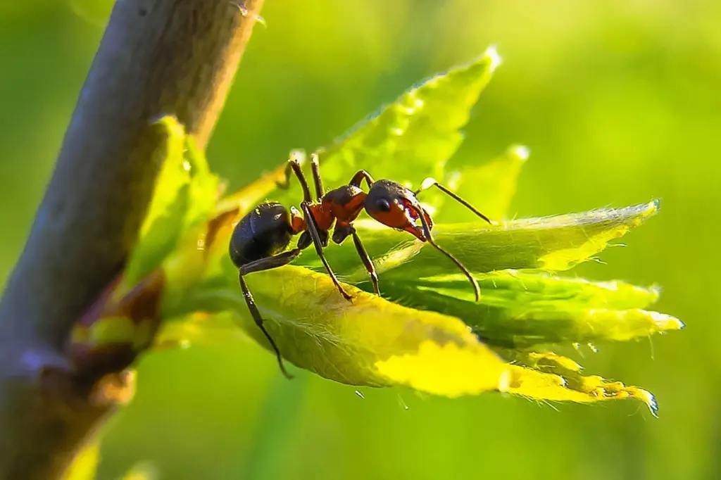 Ants