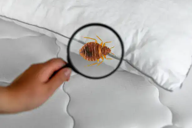 bedbugs