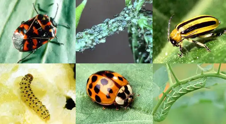 common pests