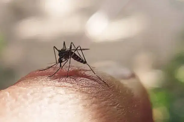 mosquitoe