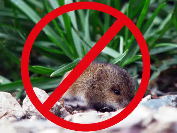 rodent removal