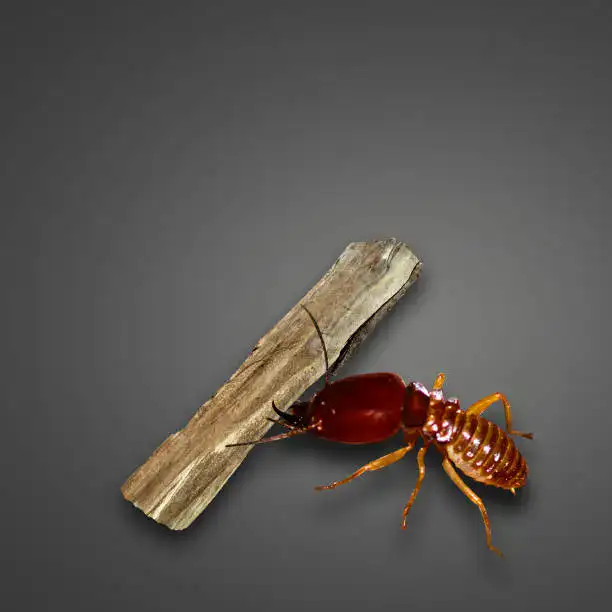 termite
