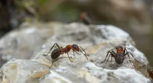 Common ants found in Georgia and Florida landscapes