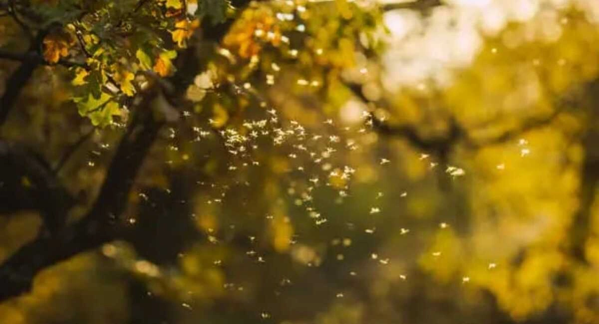 Why Mosquito Control Is Essential for a Comfortable Backyard in Florida