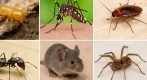 most commone home pests in georgia & florida