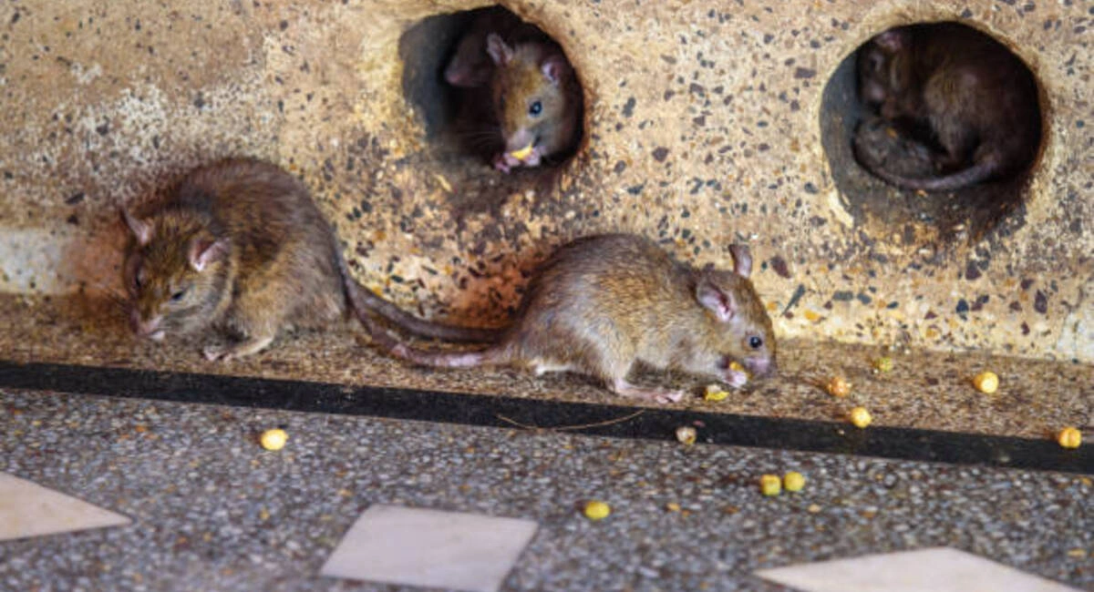 rodents entry points