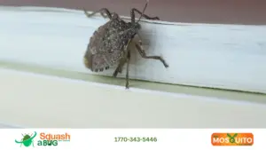 stink bugs at home