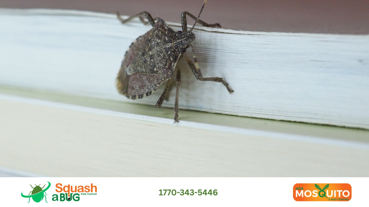 stink bugs at home